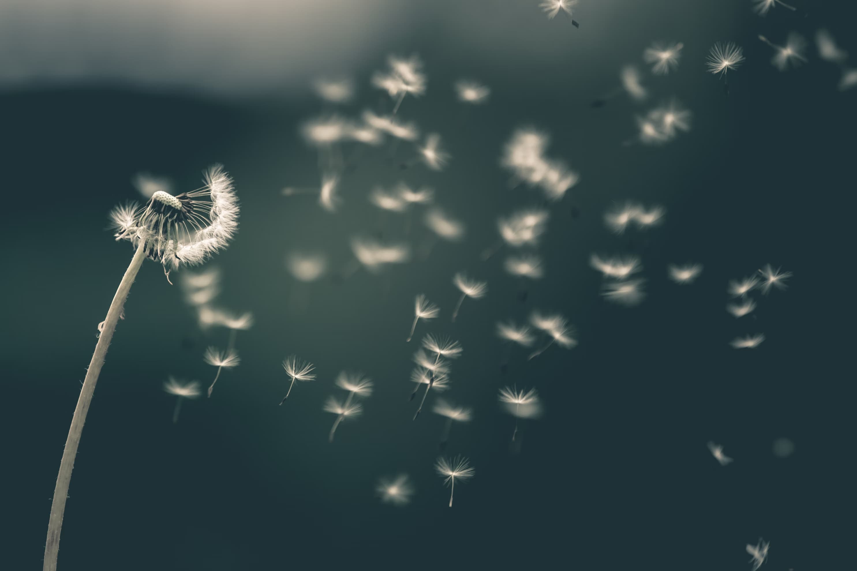 Dandelion Image